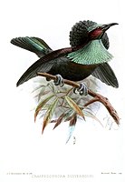 "Paryphephorus duivenbodei"