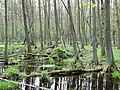 Kampinos National Park