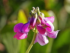 Polygala senega