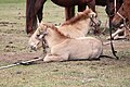 * Nomination Foal in Övörkhangai Province, Mongolia --Bgag 02:35, 2 September 2024 (UTC) * Promotion  Support Good quality. --Frank Schulenburg 02:42, 2 September 2024 (UTC)