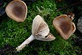 Lactarius glyciosmus