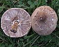 Macrolepiota konradii