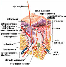 Capes de la pell.