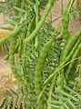 Beines de Prosopis glandulosa