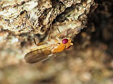 Close up photo of yellow insect with dark yellow wings and bright red eyes, perched on tree bark