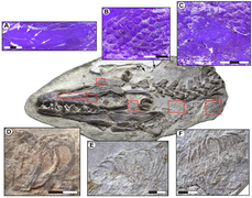 February 7: bones of the mosasaur Platecarpus