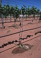 Drip irrigation in vineyard