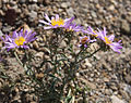 Alpine aster (Oreostemma alpigenum)