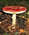 Amanita muscaria (Fly agaric) is an example of fungi