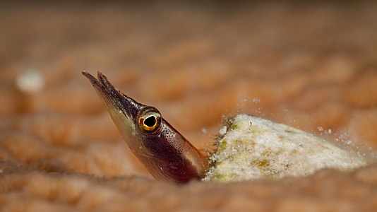 "Arrow_blenny_(Lucayablennius_zingaro)_by_q_phia_-_Cuba_2017.jpg" by User:Iifar