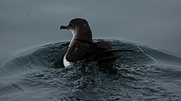 BlackVentedShearwater.JPG