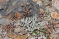 Daggerpod (Phoenicaulis cheiranthoides) with seedpods, Burro Pass