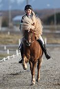 Cavalière vue de face sur un cheval roux aux crins blonds