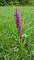 Orchis mascula Germany - Moosalbtal (bei Völkersbach)