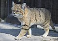 Woestijnkat in de Ree-dierentuin in Denemarken