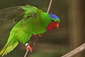 Blue-crowned lorikeet