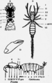 Arácnido Na parte inferior da figura, prosoma e epistosoma.