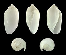 Acteocina exilis, shell