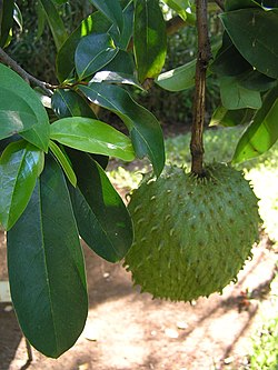 Wanapana (Annona muricata)