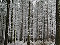 Bäume mit Raureif / hoar frost on forest