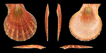 Laevichlamys squamosa (Squamose Scallop), left valve