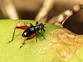 Trigonidiidae (Trigonidium cicindeloides)