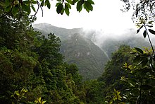 Large trees with grass between them in mist