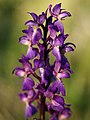 Orchis mascula Belgium - Dourbes