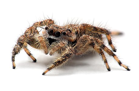 ♀ Platycryptus undatus (Tan Jumping Spider)