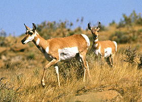 Pronghorns in Fort Keogh, Montana