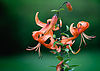 A beautiful-looking tiger lily. buffbills7701 18:14, 2 November 2013 (UTC)