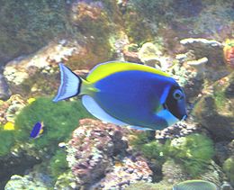 Baltakrūtis jūrų chirurgas (Acanthurus leucosternon)