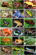 Gambar mini seharga Katak puru