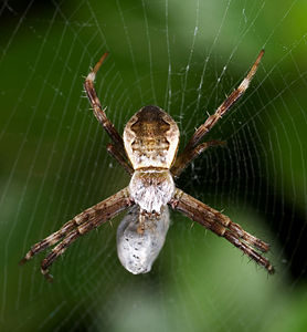 Argiope minuta