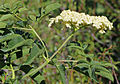 Blue elderberry (Sambucus mexicana) flowerhead & leaves