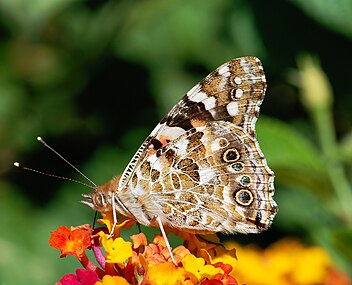 Lepidoptera (Butterflies)