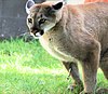 A Cougar