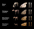 Image 12Skeletal evolution (from Evolution of the horse)