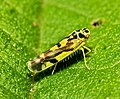 Eupteryx.aurata