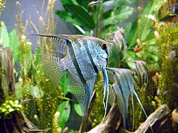 Paprastasis skaliaras (Pterophyllum scalare)