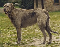 Irish wolfhound