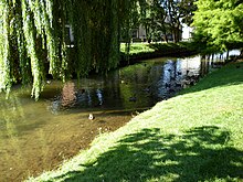 Canards barbotant dans l'Iton.