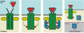 Jak/Stat Signaling Pathway