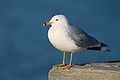 Larus delawarensis