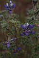 Lupinus pubescens