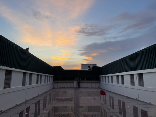 A monkey (Macaca radiata) watches the sunset while sat on the roof of an on-campus student residence building in Chennai, India.