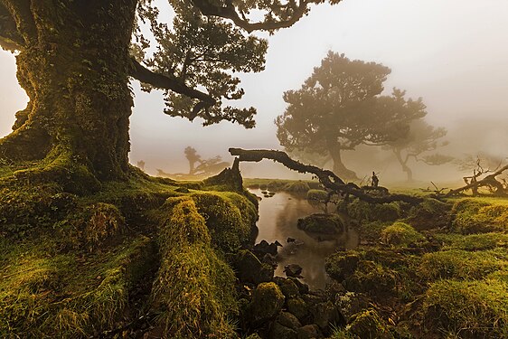 View of the Laurisilva (Laurel Forest), island of Madeira, Portugal, by Jorge Nelson Alves (Jnvalves)