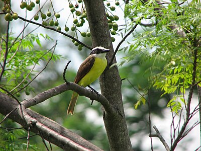 Cristofue en San Salvador (El Salvador)