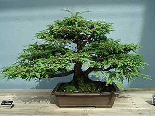 C.V. Starr Bonsai Museum