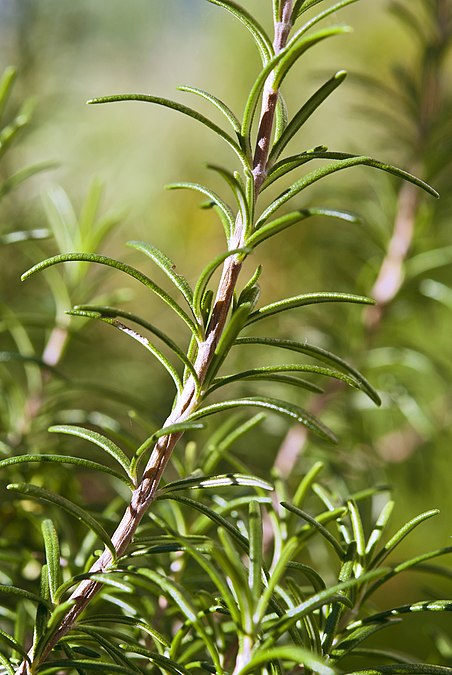 ♪ J’ai descendu dans mon jardin ♪ ♫ J’ai descendu dans mon jardin ♫ ♪ Pour y cueillir du romarin ♪